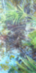Pond's Edge 123, Gatorland/Silversaw