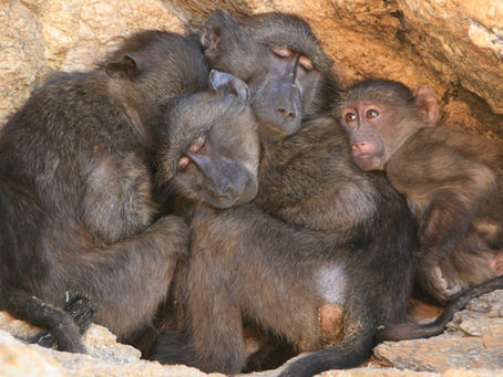 Baboons hug