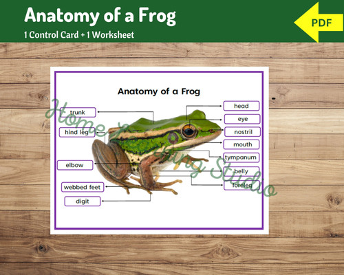 Parts of a Frog - Worksheet | Anatomy of a Frog | Science for Primary ...