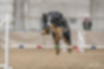 Bernese who have a Working Dog Title