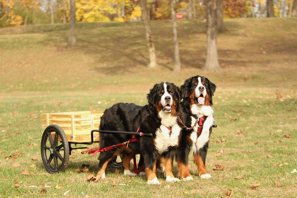 Who has been awarded a Grand Master Draft Dog Title