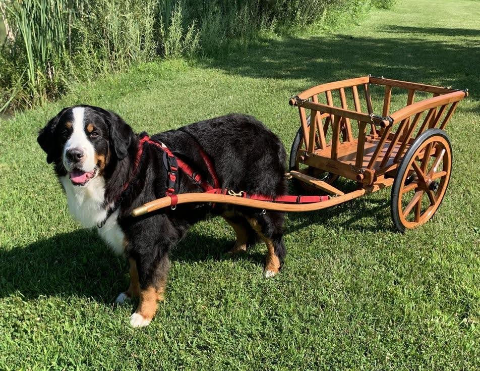 Who has been awarded a Grand Master Draft Dog Title