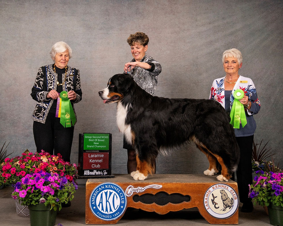 Versatility Dog Awards