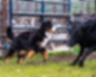 Bernese who have a Working Dog Title