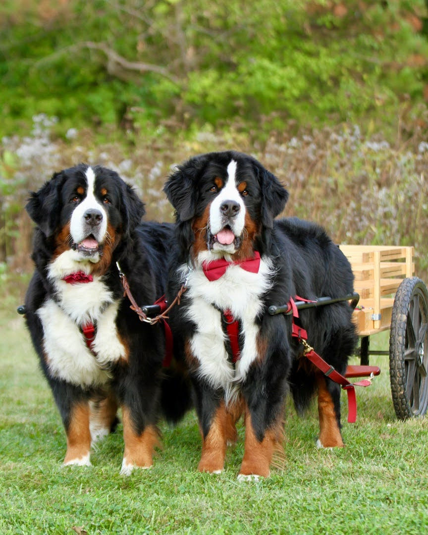 Who has been awarded a Grand Master Draft Dog Title