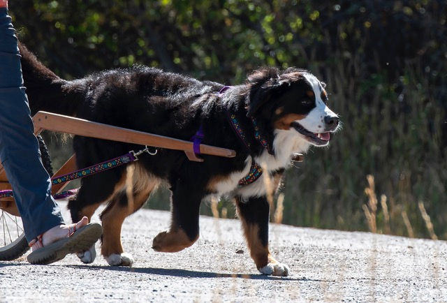 Who has been awarded a Grand Master Draft Dog Title