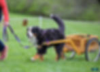 Bernese who have a Working Dog Title