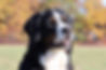 Bernese who have a Working Dog Title