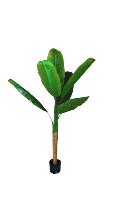 5ft Banana Plant 