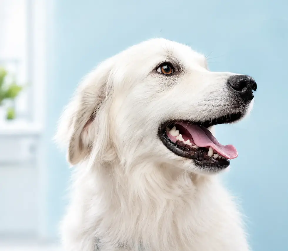 Dog Eye Specialist