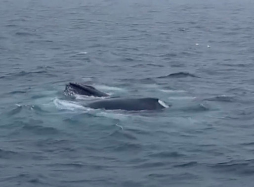 Bubble Net Feeding
