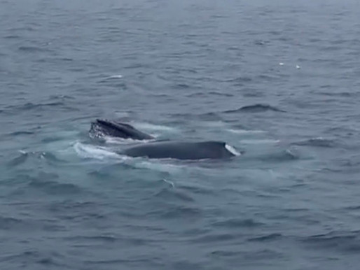 Bubble Net Feeding