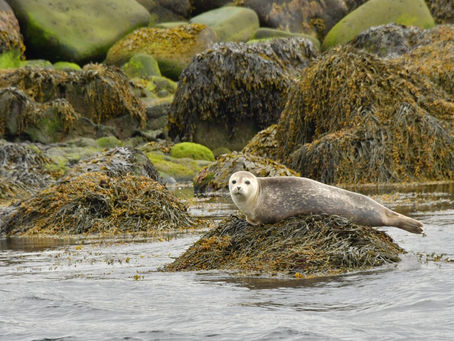 a seal rests on kelp covered rock