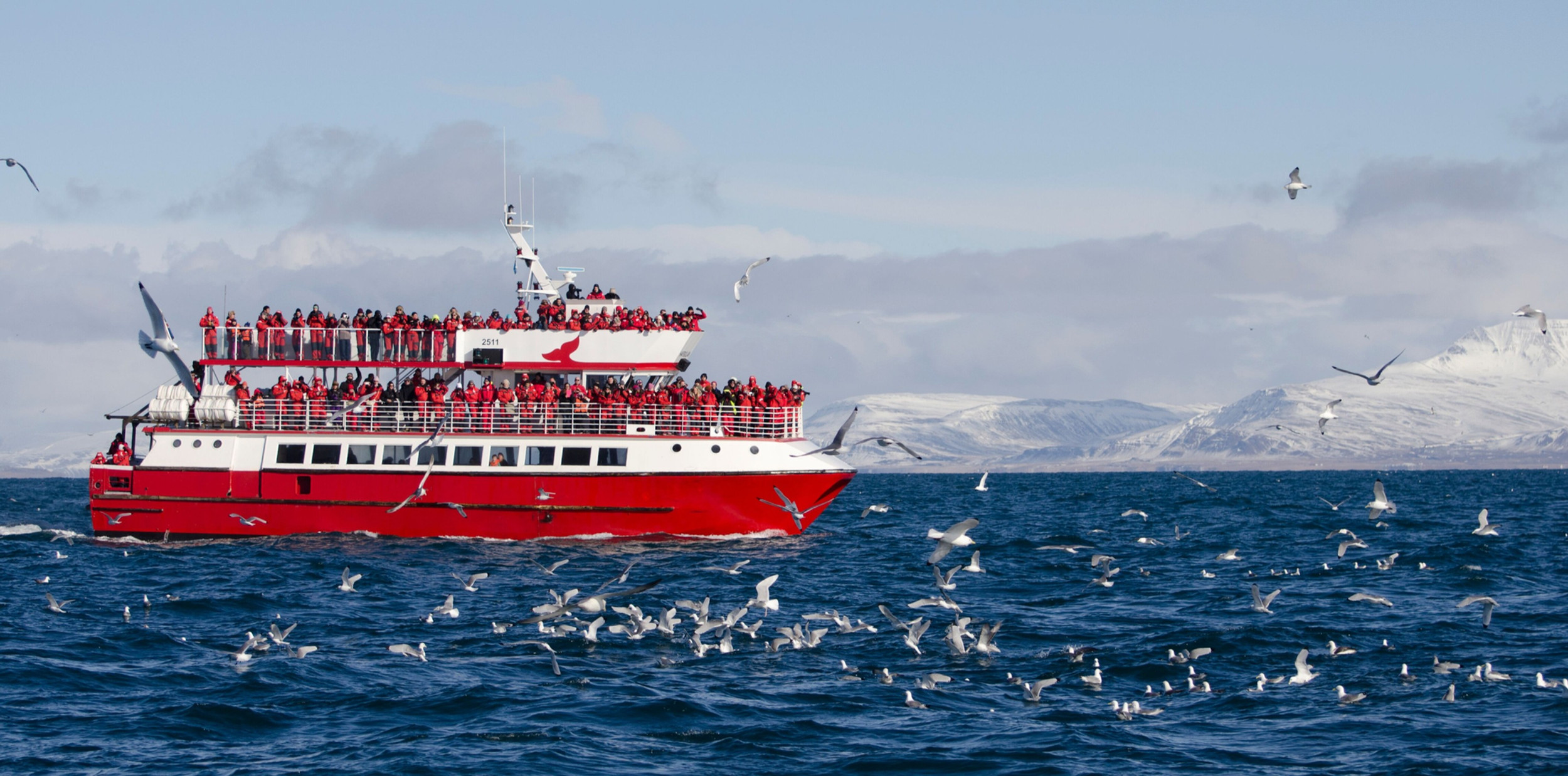 Reykjavík | Classic Whale Watching