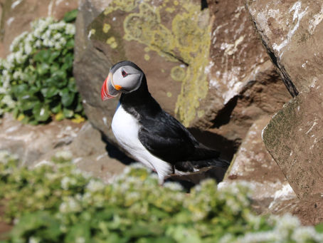 puffin sitting on a rock cliff surrounded by moss and other greenery