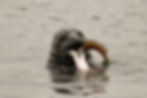 seal eating raw fish