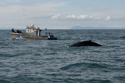 Trying to exhaust Nettie