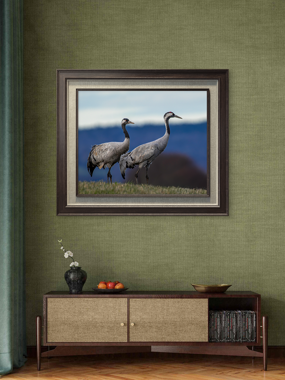 Miniatyrbild: Vårens budbärare vid Hornborgasjön