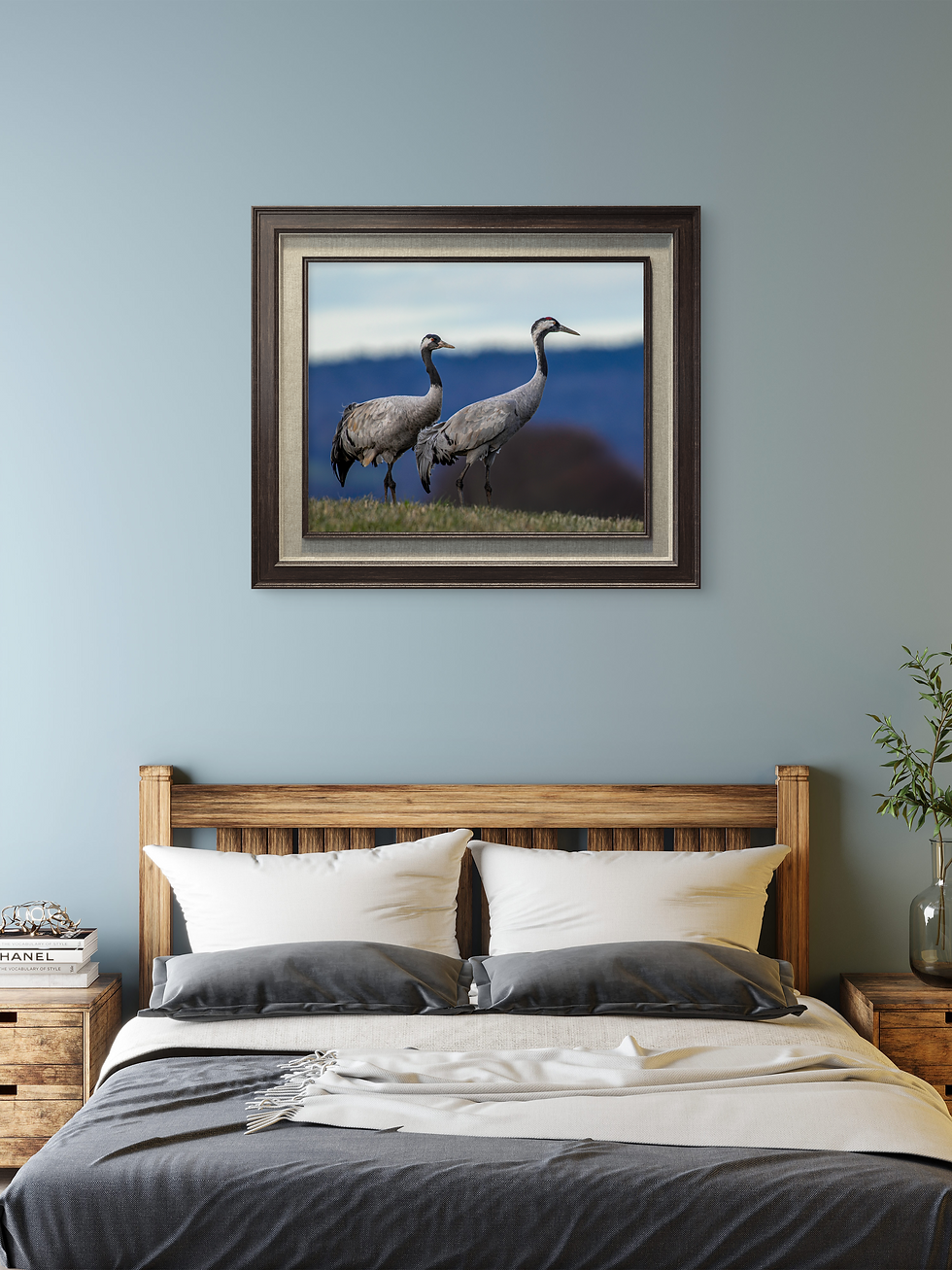 Miniatyrbild: Vårens budbärare vid Hornborgasjön