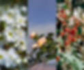 Haie champetre paysage lyon.png