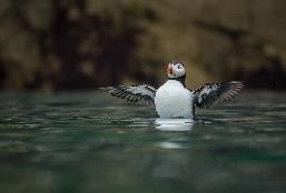 Sony RX10 III, Puffin Swim
