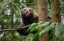 Sony RX10 III, Bear Great Big Tree