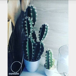 Cactus.