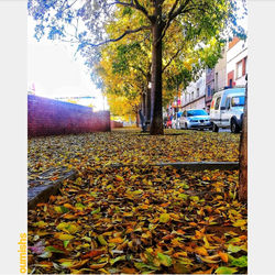 Autumn Terrassa 2019