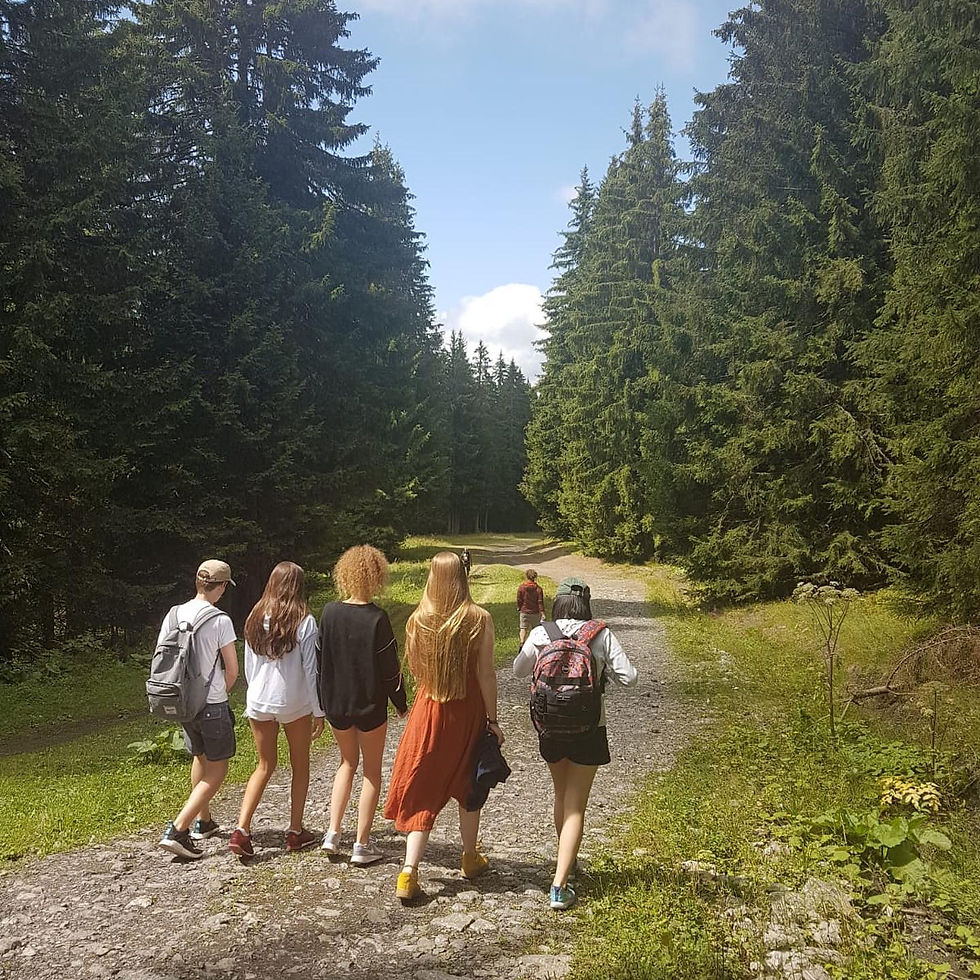 A walk in the forest