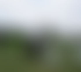 Double CACIB Show in Sopot 06.08.2017