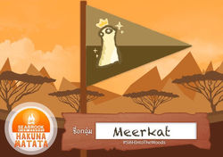 Meerkat