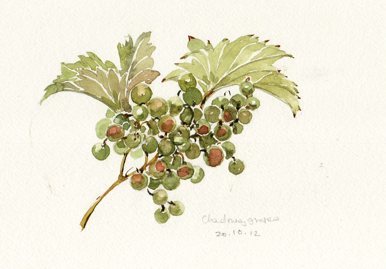 Late-ripened chardonnay grapes