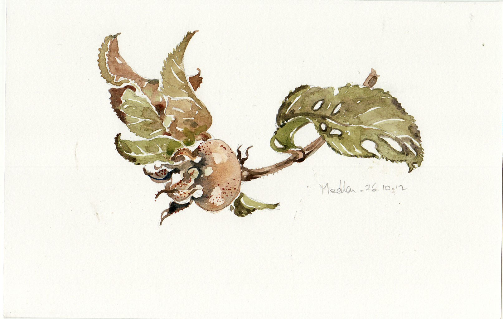 Medlar (Wales)