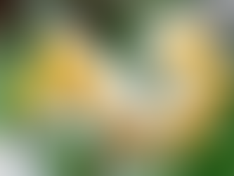 Ý nghĩa và những điều cần biết về hoa thủy tiên