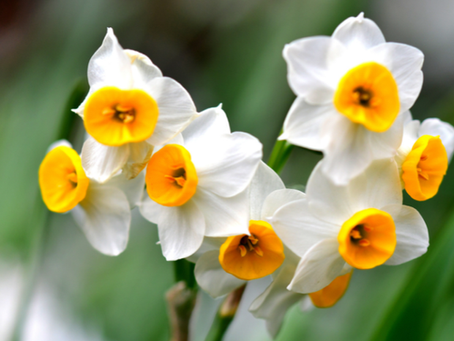 Ý nghĩa và những điều cần biết về hoa thủy tiên