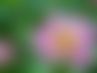 Tổng hợp thông tin cần biết về hoa sen