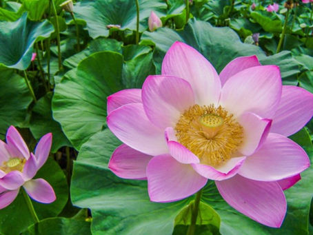 Tổng hợp thông tin cần biết về hoa sen