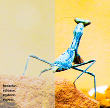 Praying Mantis Breathing