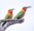 Vögel sitzen auf einem Ast