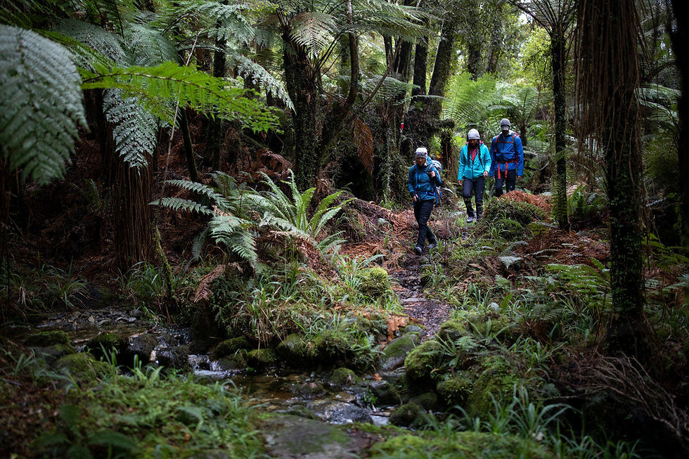 three people hike through a dense and dark green NZ rainforest