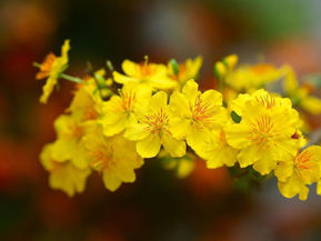 Xuân về, mong đời một cõi an nhiên!