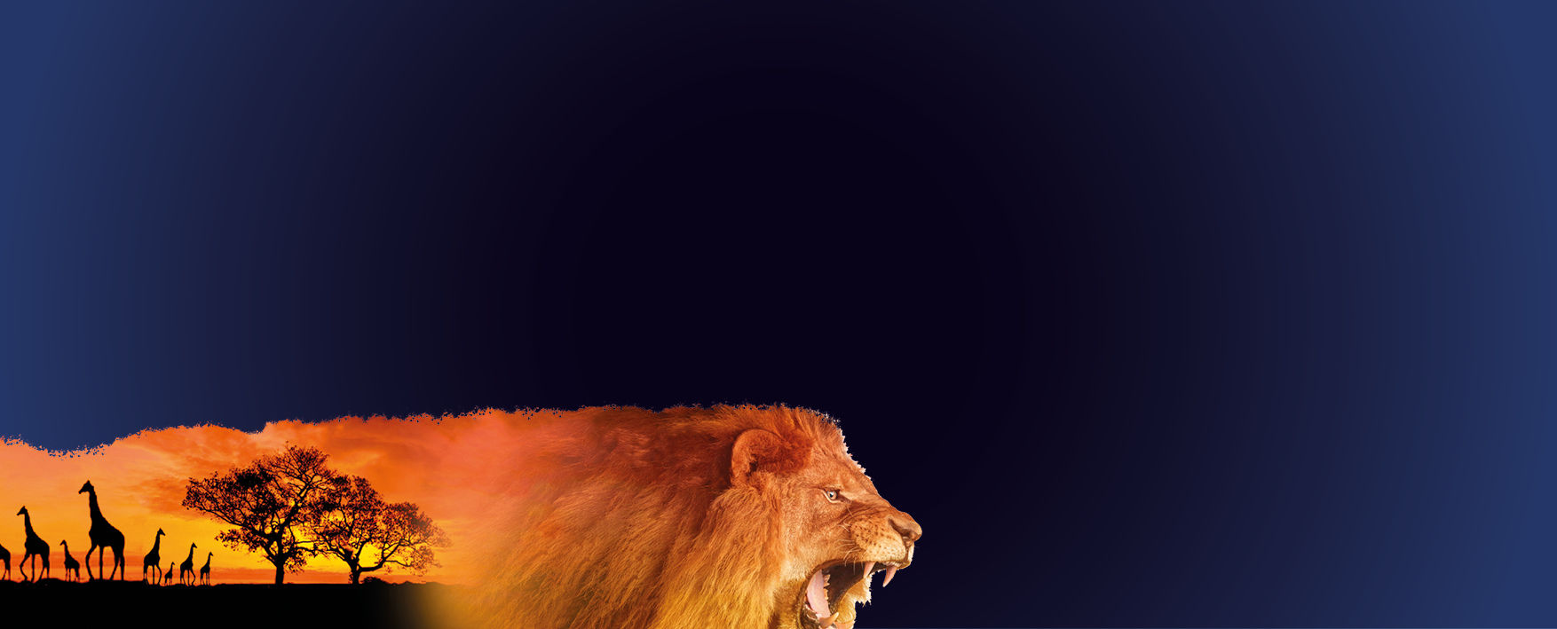 A stunning lion and scene from Africa