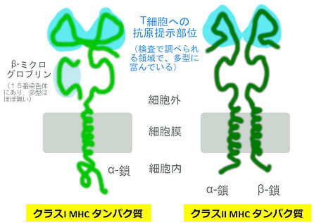 HLA分子の構造