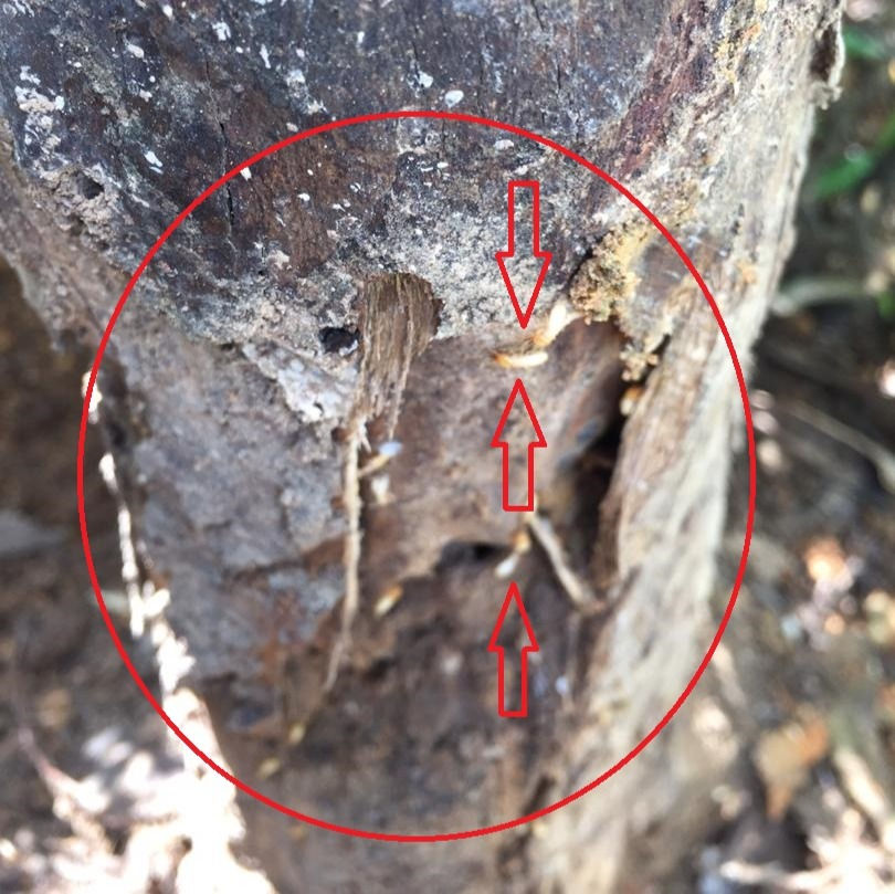 How and Why Termites attack Trees