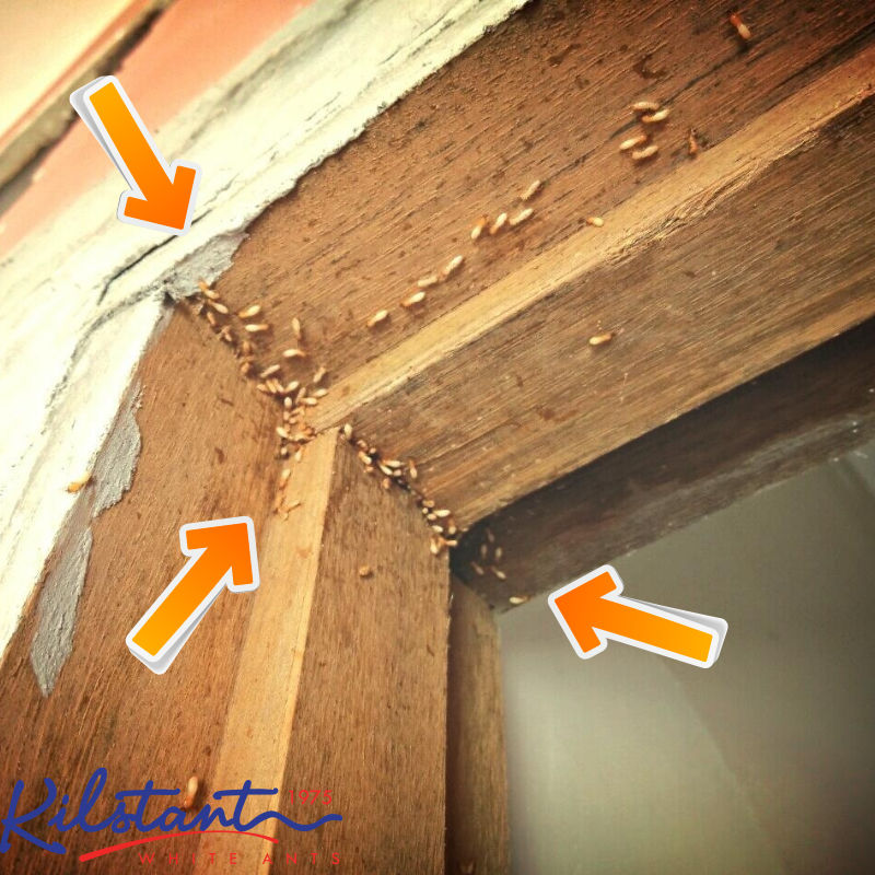 Can termites eat wooden door frame?