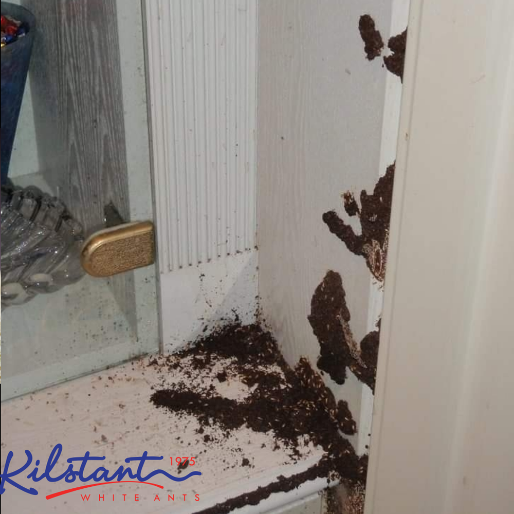 Will Termites Eat Particle Board?