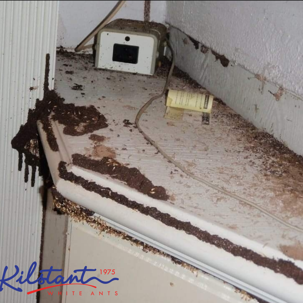 Will Termites Eat Particle Board?