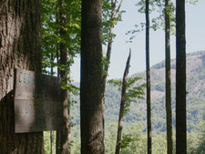 cedar sign in forest.png