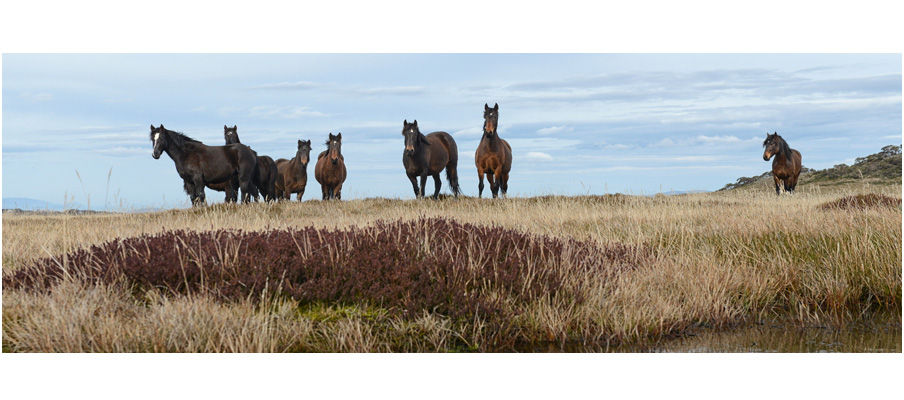 Wild Brumbies (0207)