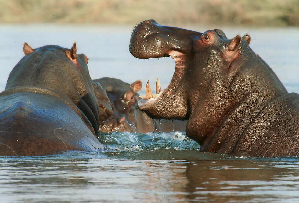 hippo.jpg